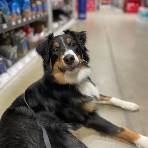 Customized Puppy Learning Systems Phoenix for Better Training